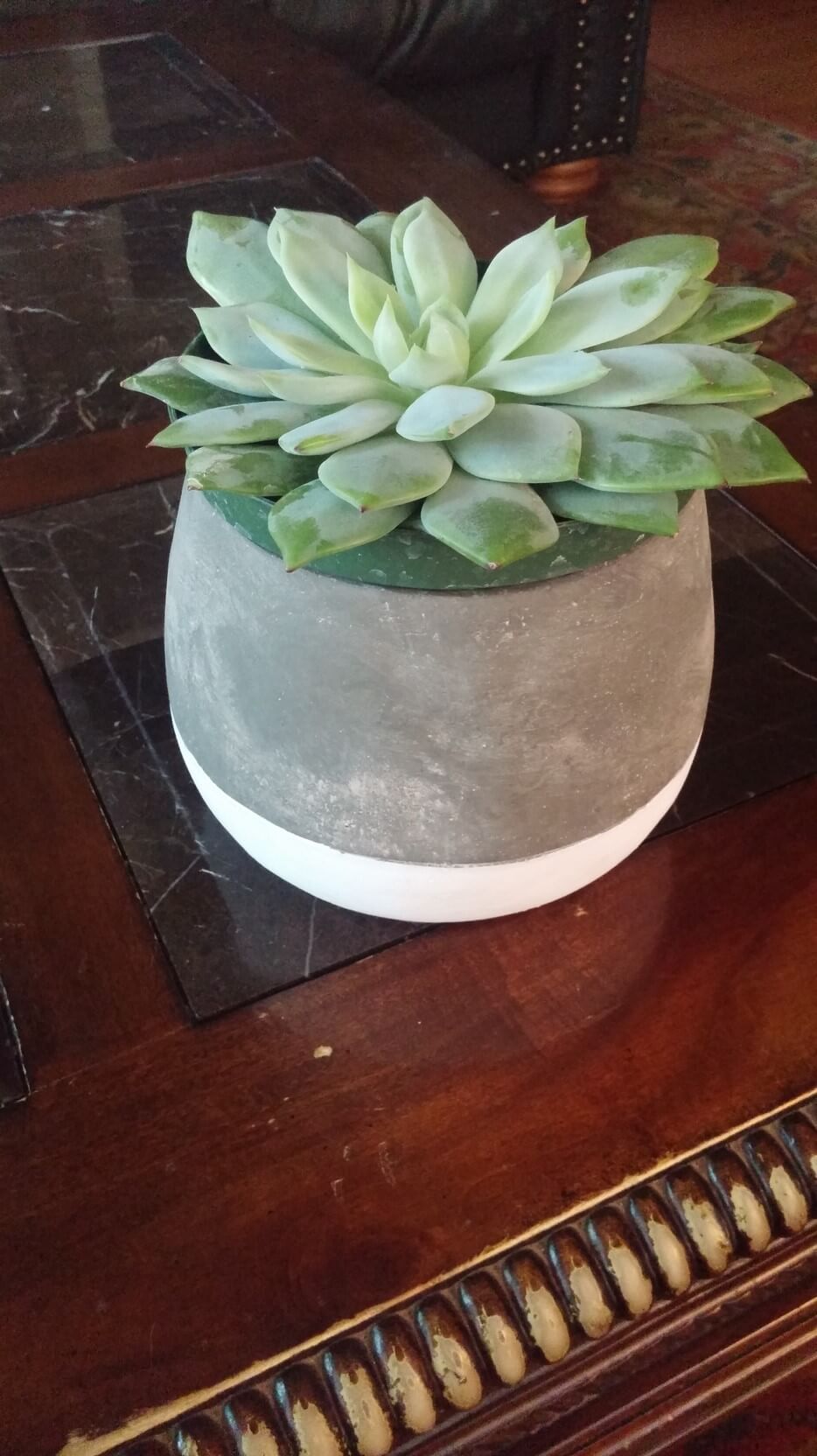 The succulent is consistently reliable in its beauty and health....great addition to any happy place1