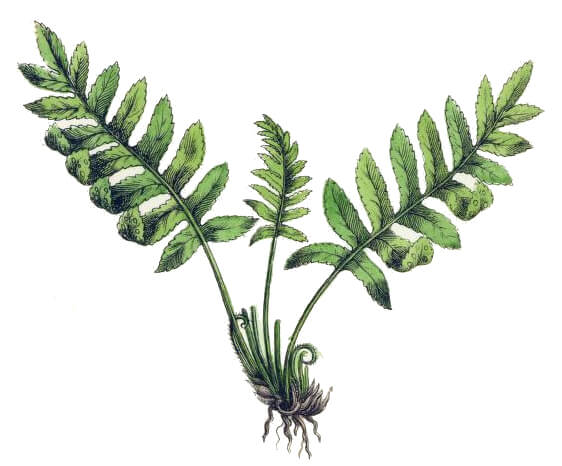 fern-yonge